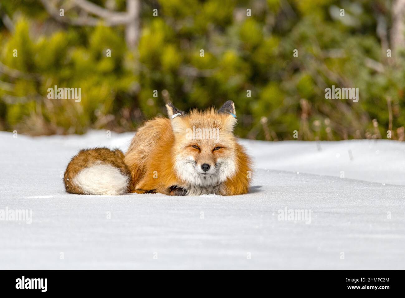 Wildlife Animals in Grand Teton national park, YellowStone national park with mountain and snow background Stock Photo