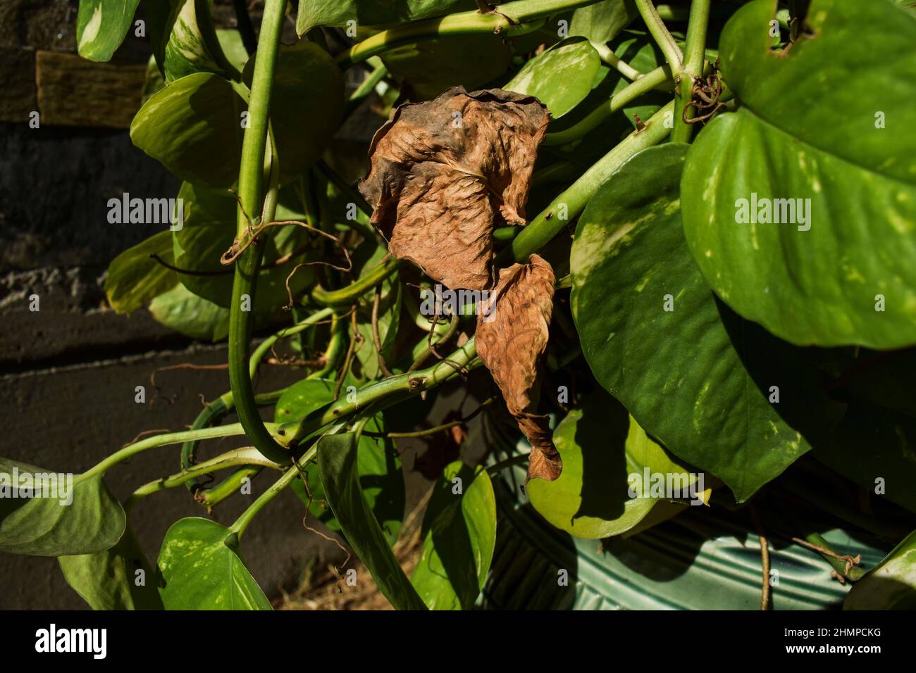 Decorative Money plant or Pothos growing with disease drying brown leaf.  dried leaves of plants Stock Photo - Alamy