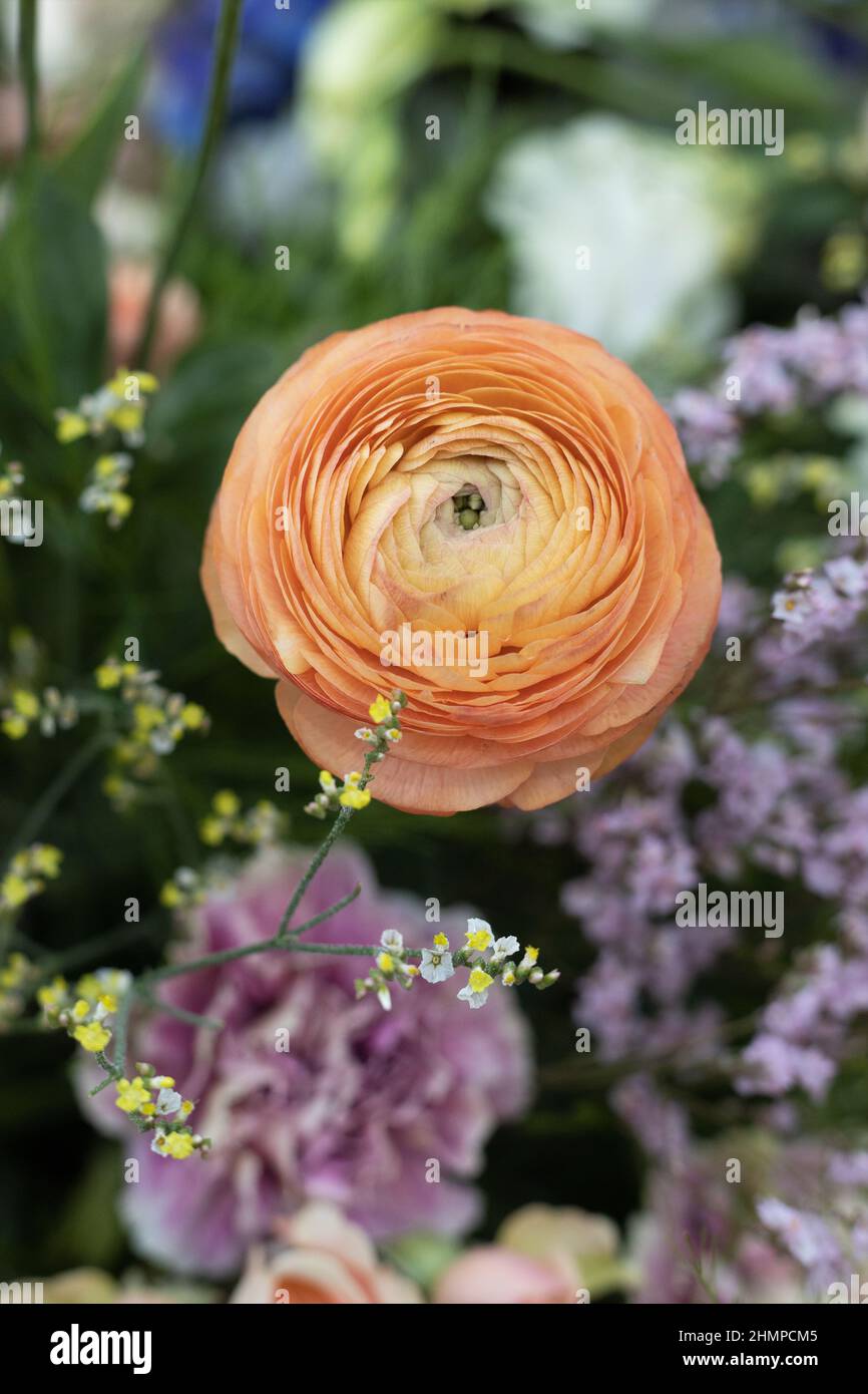 Orange Ranculus Orange ranunculus hi-res stock photography and images - Alamy