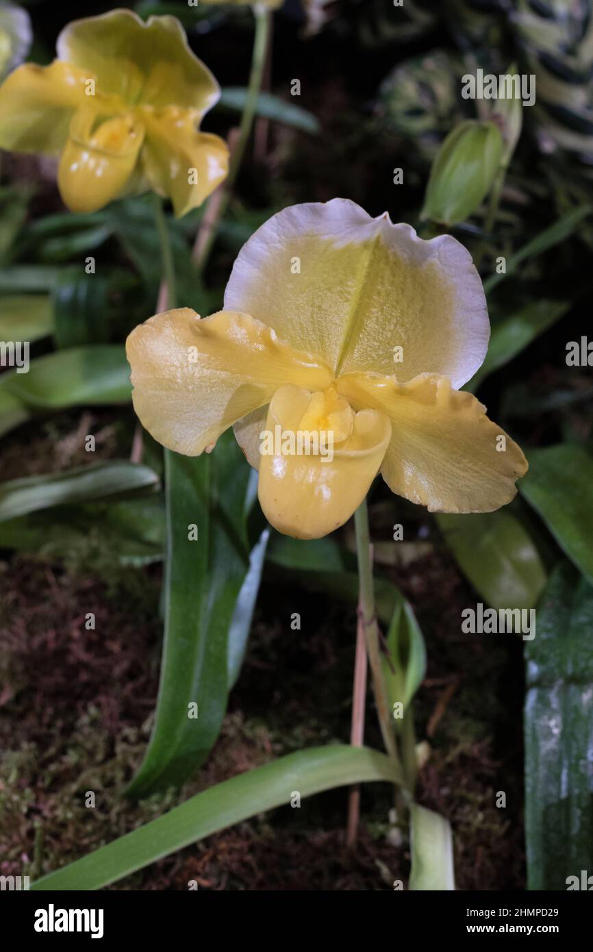 Paphiopedilum Complex hybrid orchids. Stock Photo