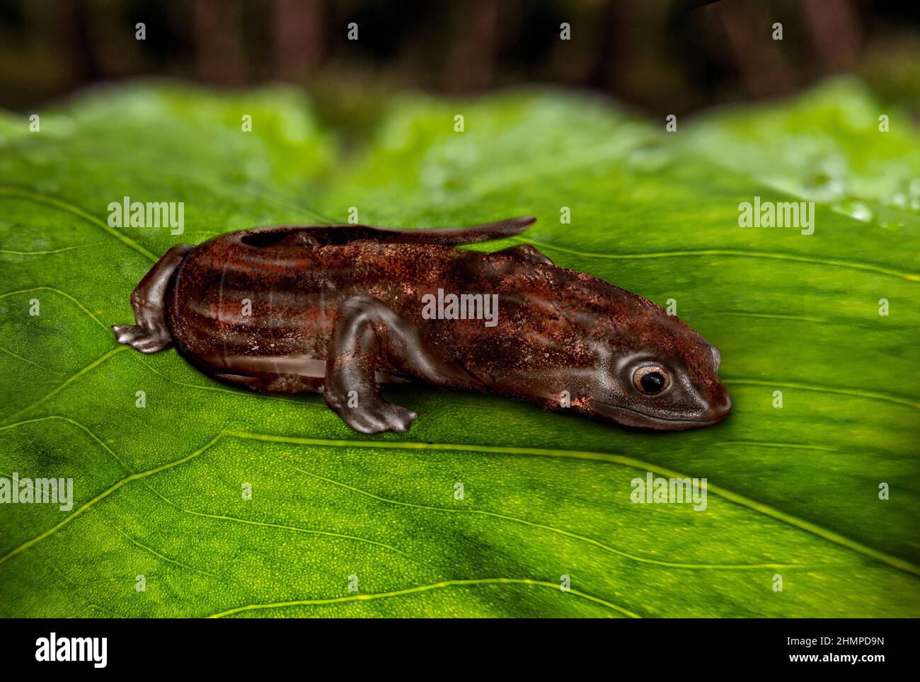 Giant palm salamander, Bolitoglossa dofleini. Salamander in the family Plethodontidae. Salamander on a leaf in a wet forest. Stock Photo