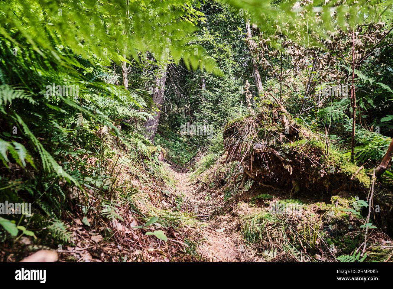 narrow path through a lush green forest of Rothaarsteig hiking trail, a popular destination in Sauerland Stock Photo