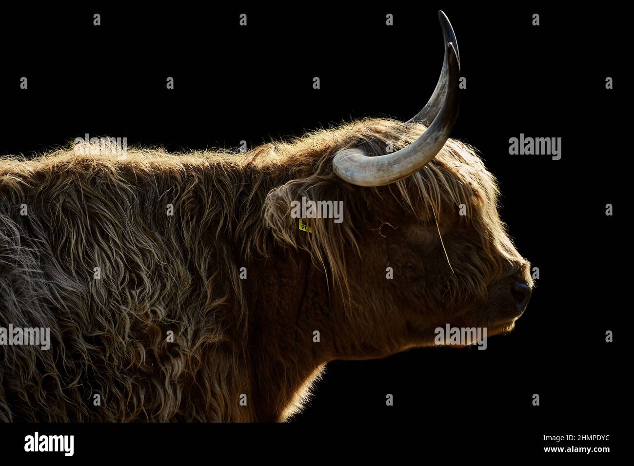 Side view of a horned Highland cow in sunshine isolated on black Stock Photo
