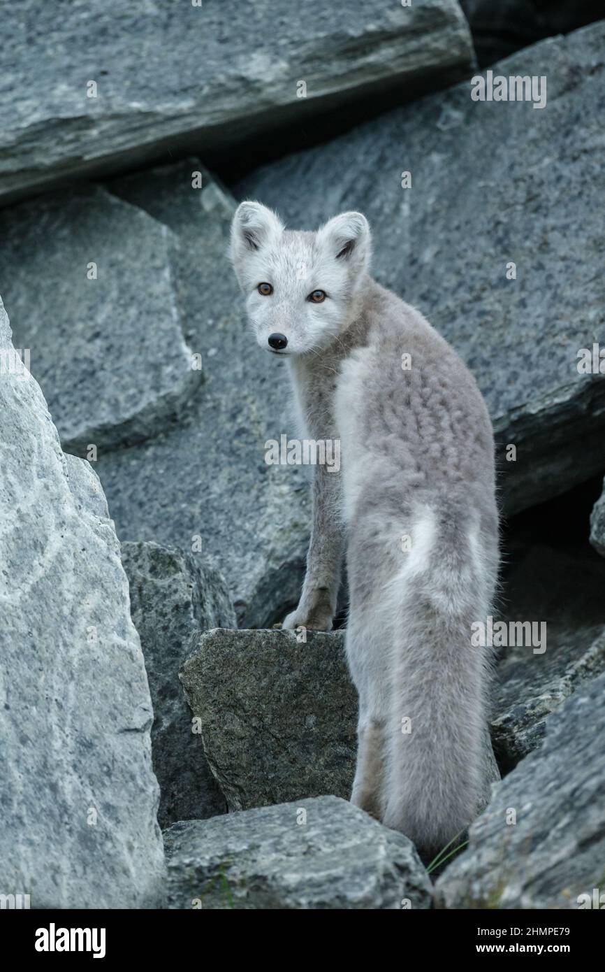 Arctic fox in nature Stock Photo Alamy