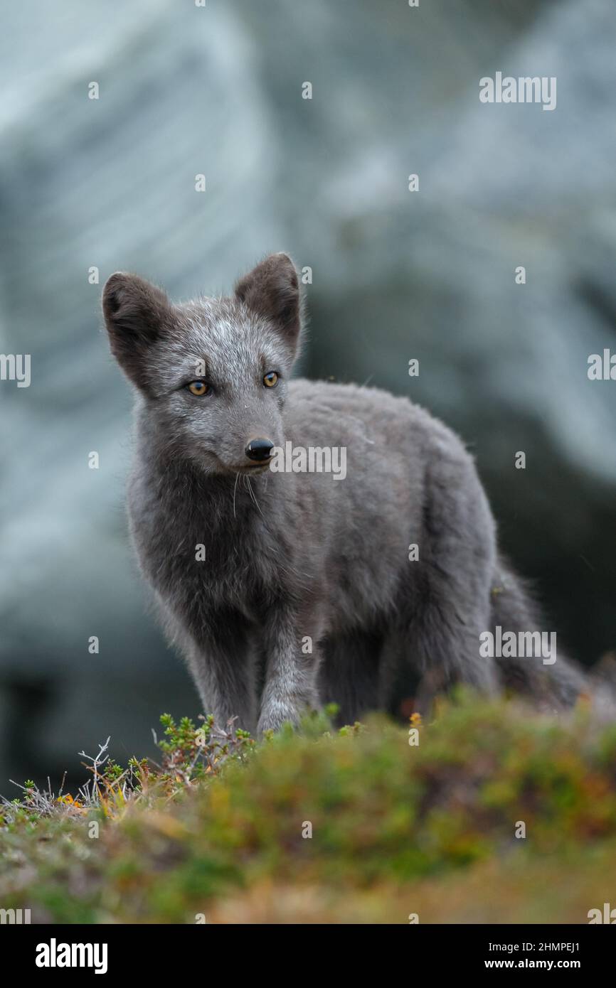 Arctic fox in nature Stock Photo Alamy