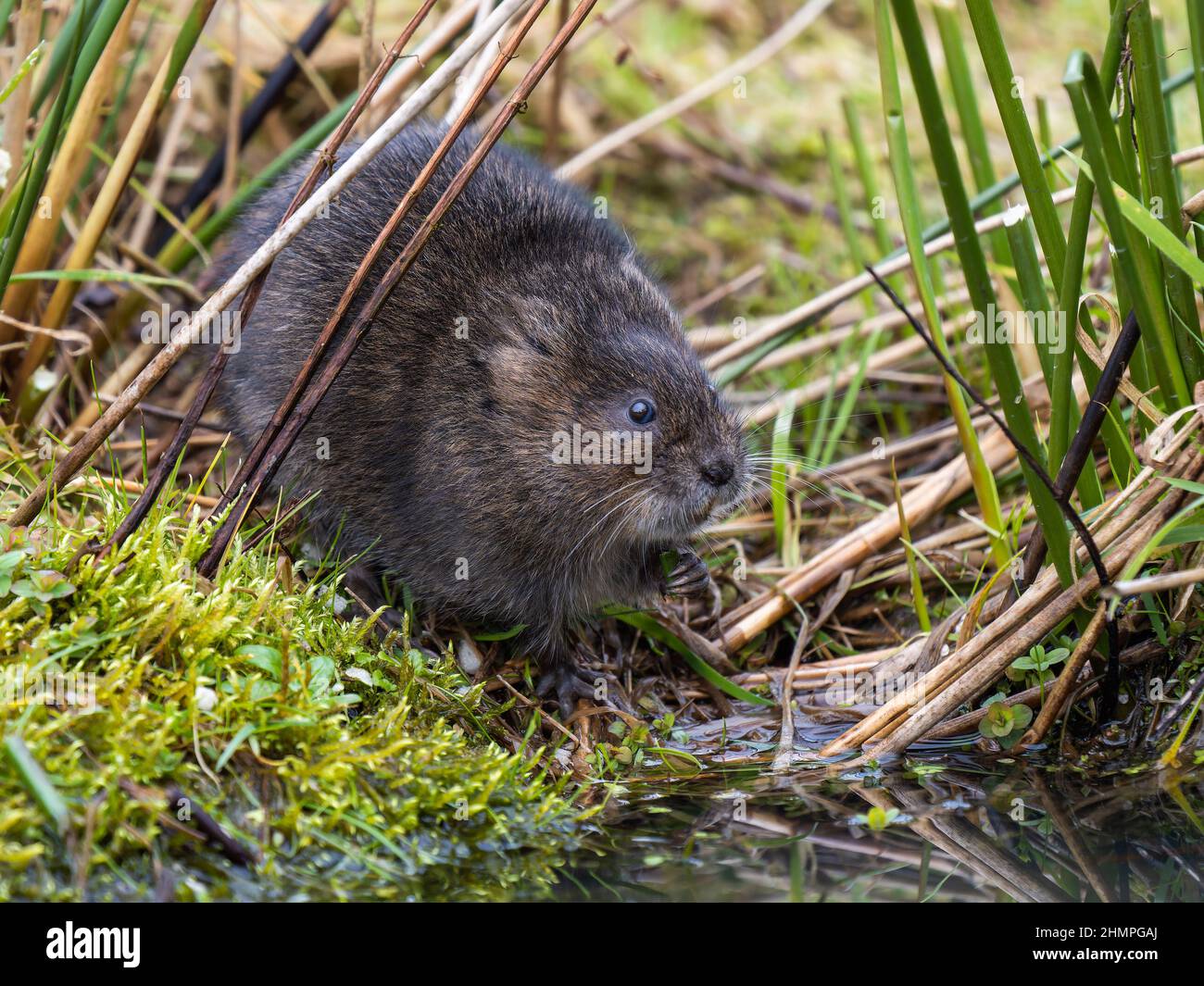 Water Vole Eating a Reed on a Bank Stock Photo