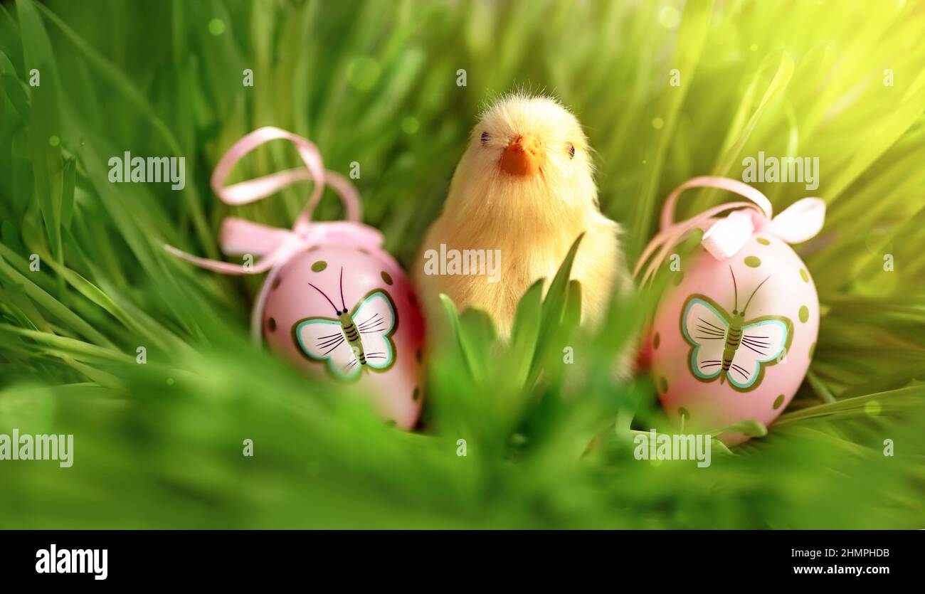 Easter eggs and chicken on green grass as background. Easter card. Stock Photo