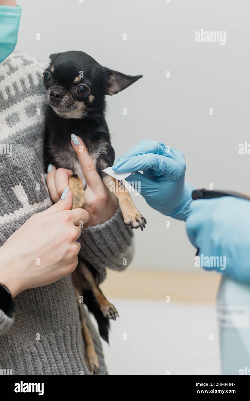 How Long Should A Dog Fast Before Blood Work