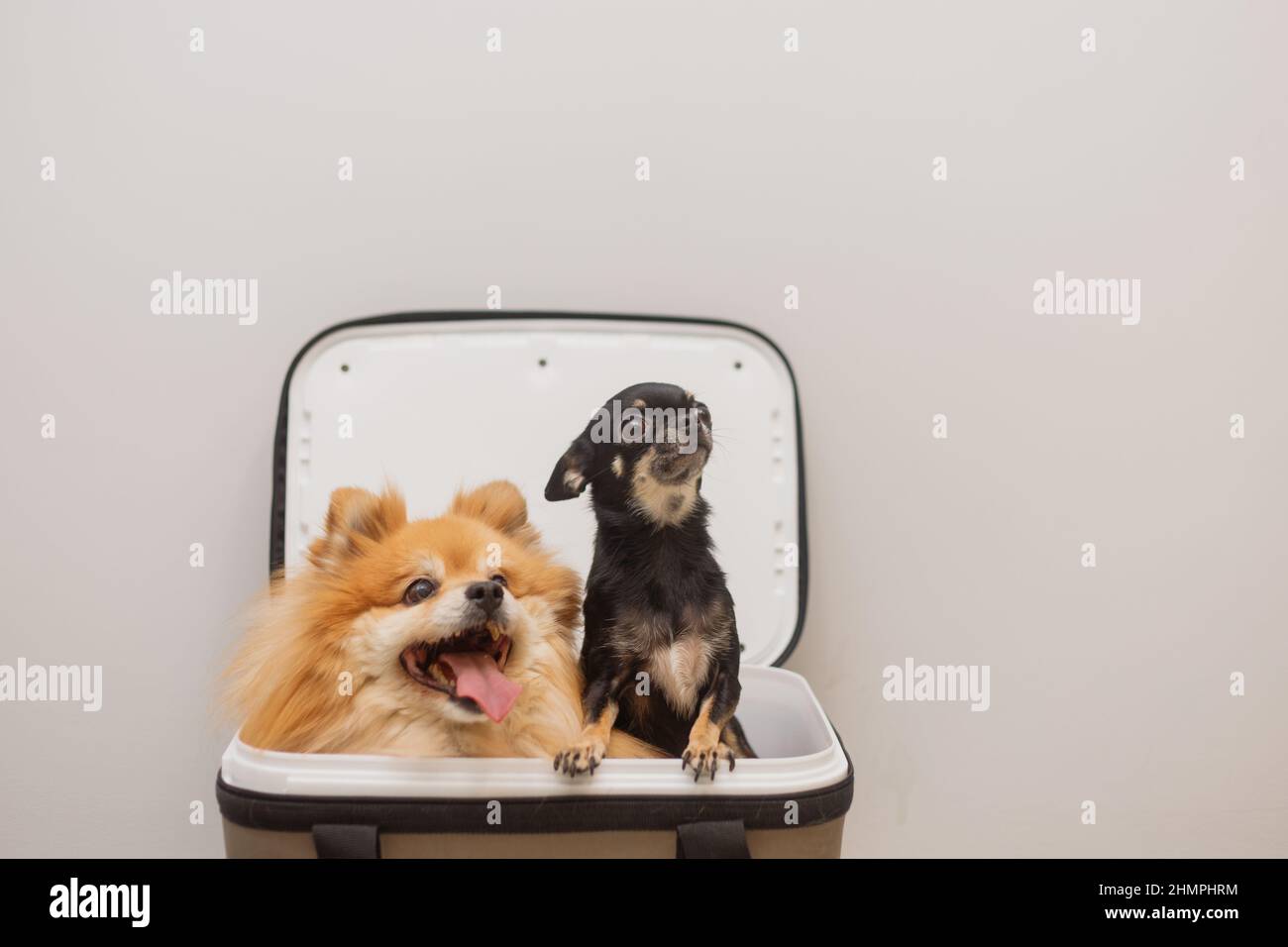 Two dogs sit in an open carrier together. Chihuahua and Spitz look out