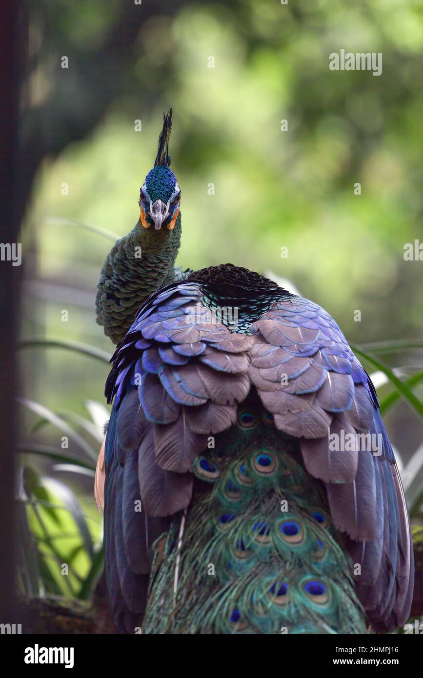 Close-up portrait of a Javan peacock, Indonesia Stock Photo - Alamy