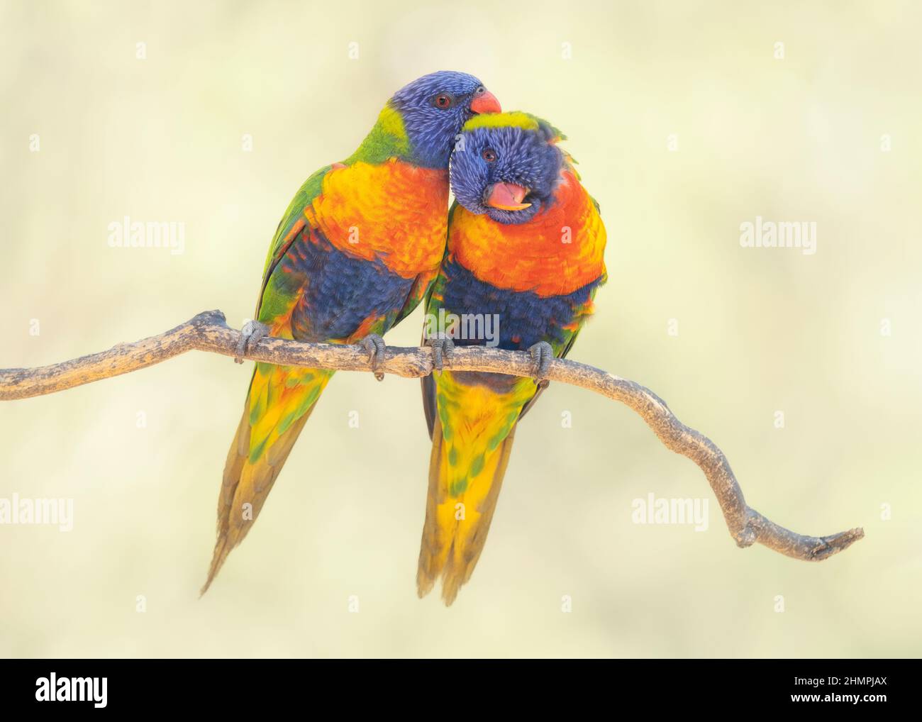 A pair of rainbow lorikeets sitting on a branch grooming each other, Australia Stock Photo