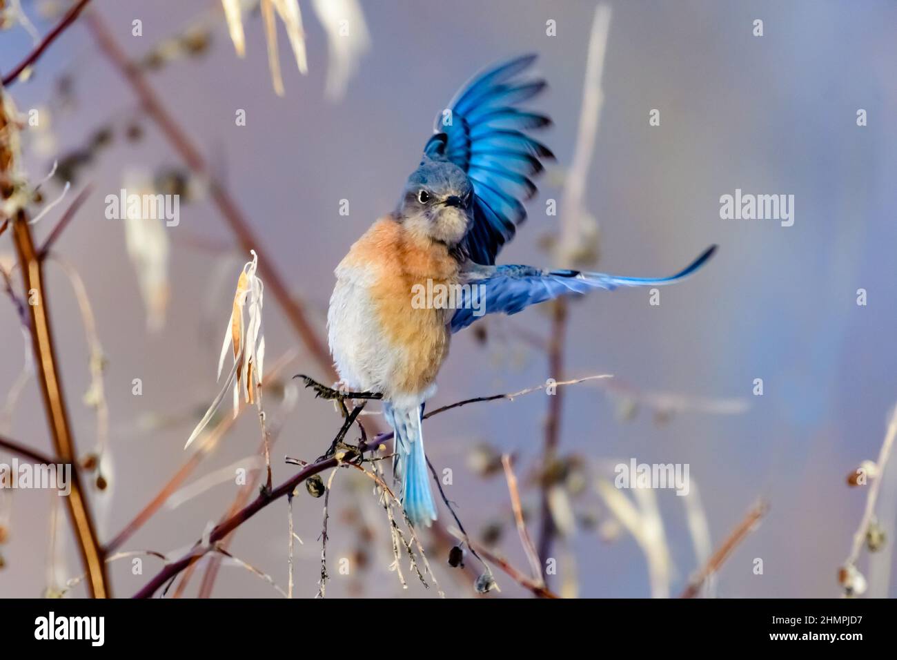 Western bluebird perched on a branch with spread wings, British Columbia, Canada Stock Photo