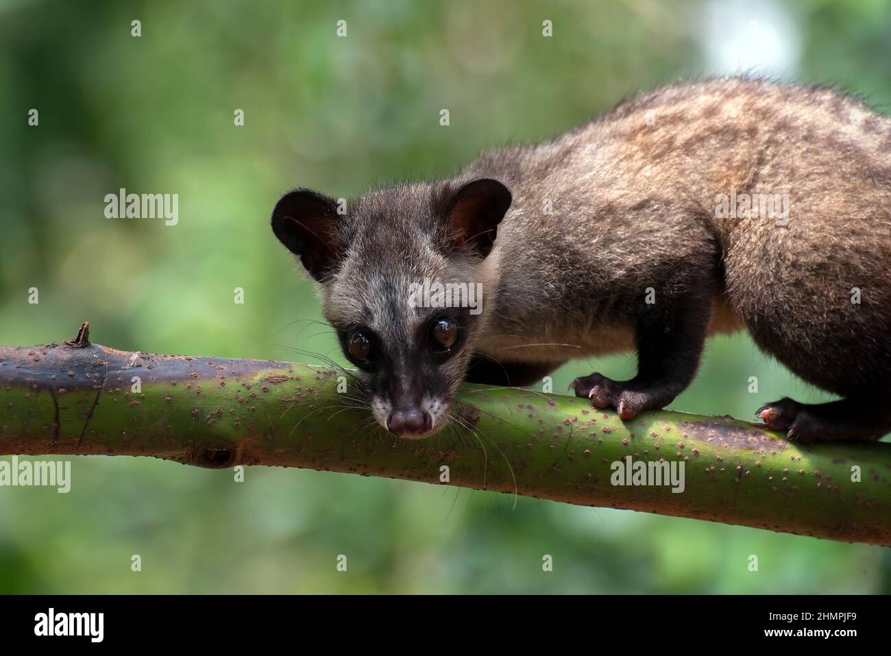 Portrait of a toddy cat on a branch, Indonesia Stock Photo