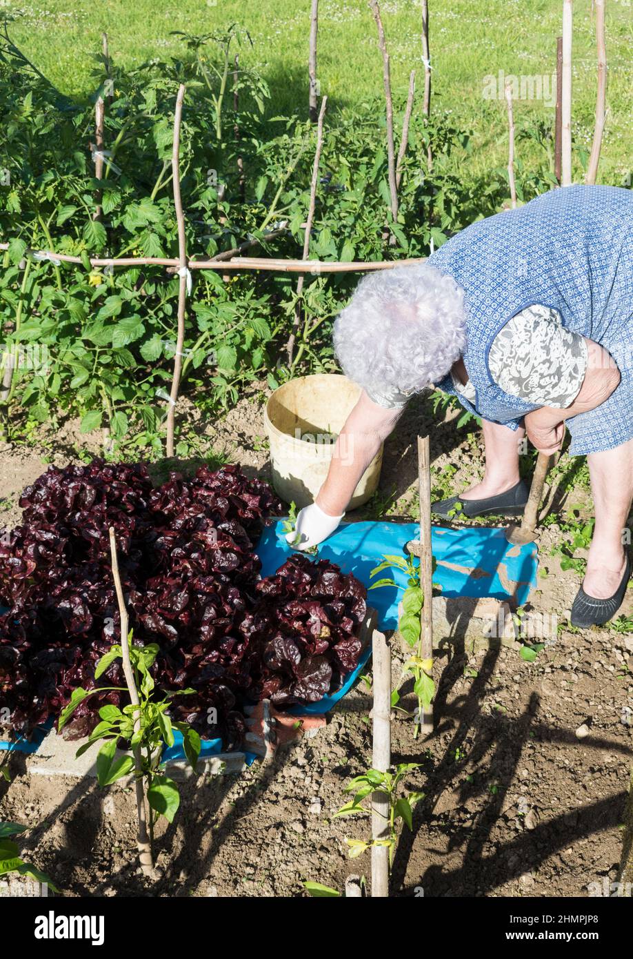 Senior Woman tending to plants in her vegetable garden, Spain Stock