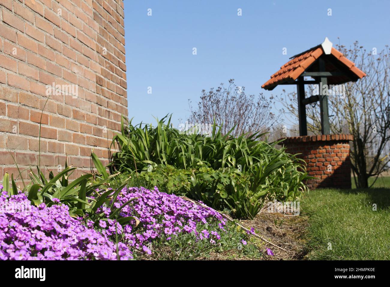 a garden with a water well at the green lawn and purple aubretia 'blue cascade' in the border in the garden in springtime Stock Photo