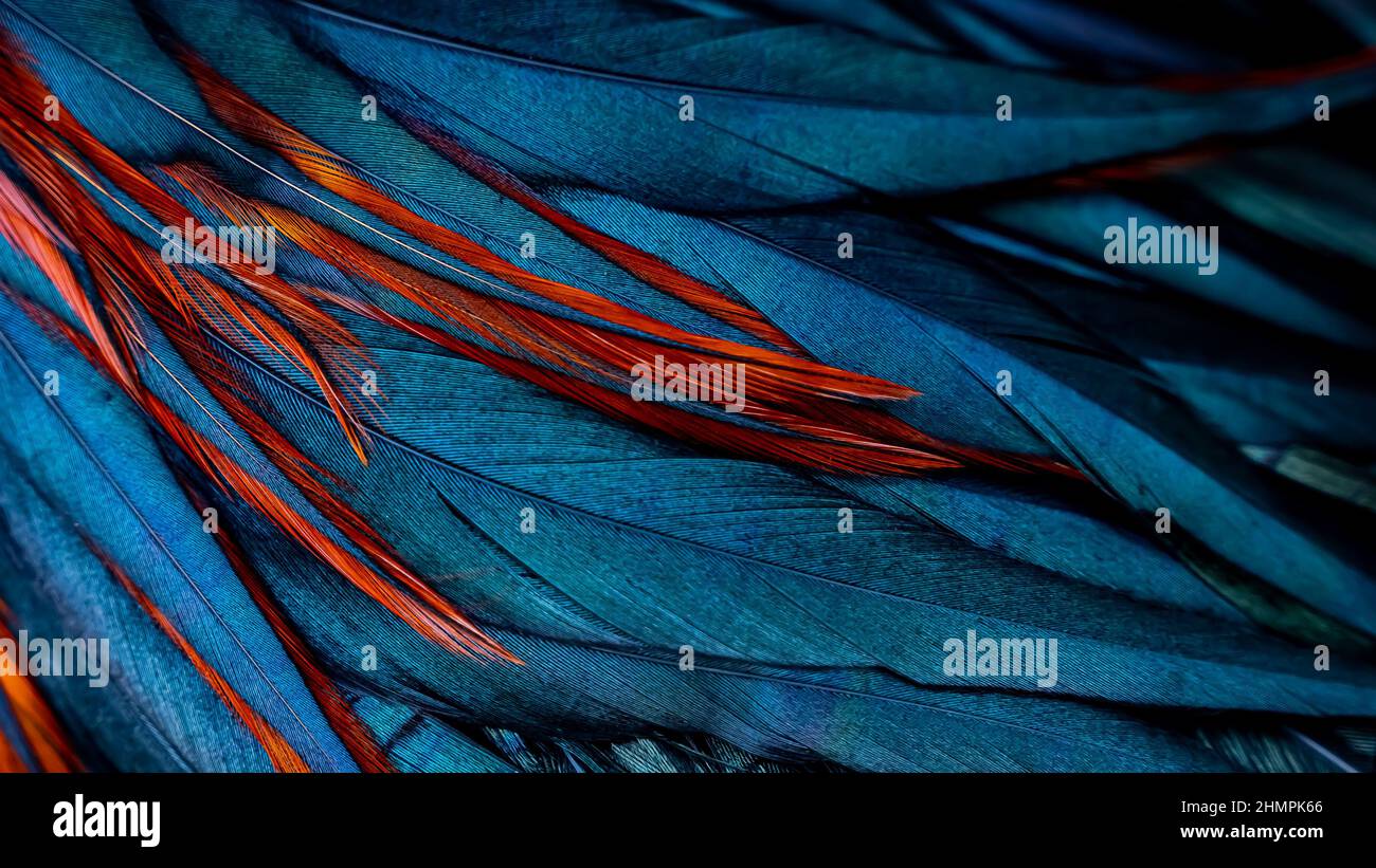 Indian red feathers hi-res stock photography and images - Alamy