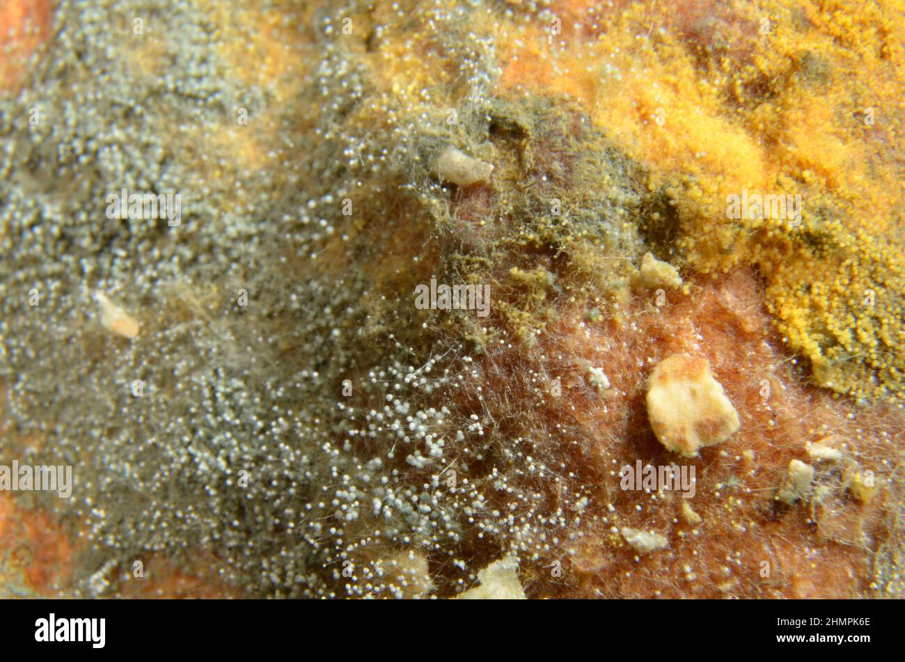 Microphoto of mould on white bread, focus on foreground. Stock Photo