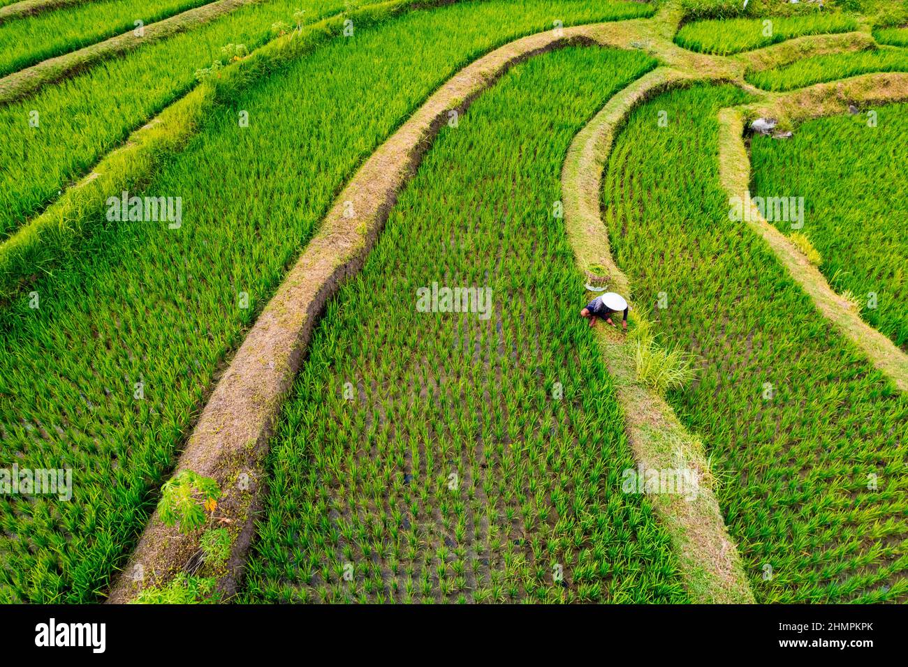 Aerial view of a farmer working in a tropical rice field, Lombok