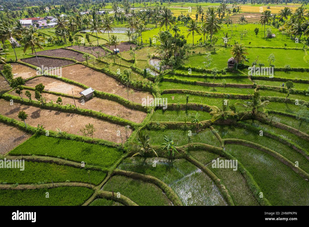 Aerial view of tropical rice fields, Lombok, Indonesia Stock Photo
