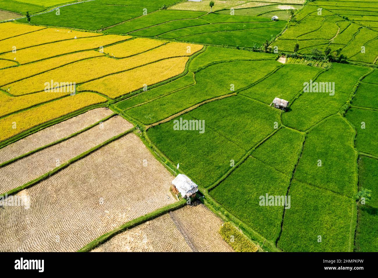 Aerial view of tropical rice fields, Lombok, Indonesia Stock Photo