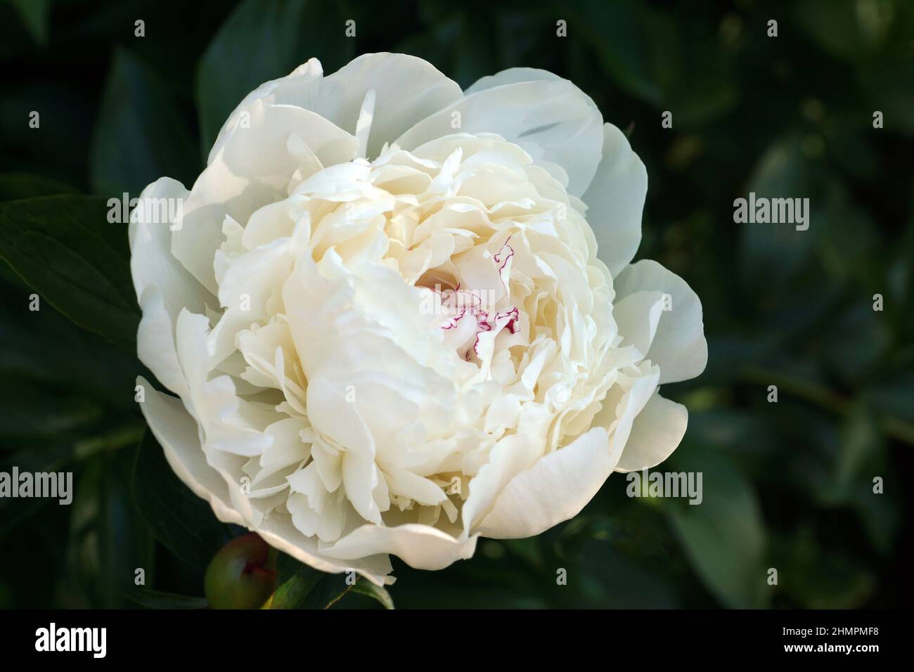 Peony Festiva Maxima.  Double white peony flower. Stock Photo