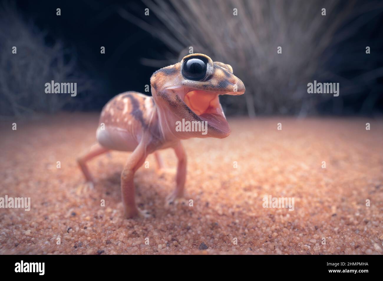 Close-up of an angry Pernatty knob-tailed gecko (Nephrurus deleani), South Australia, Australia Stock Photo