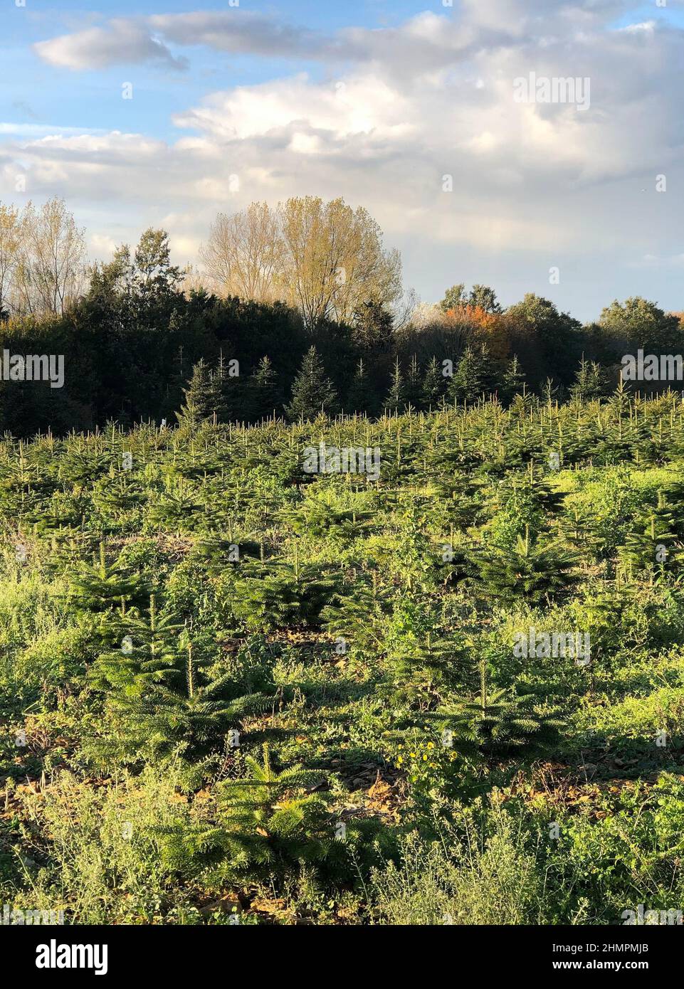 Veteran trees hires stock photography and images Alamy