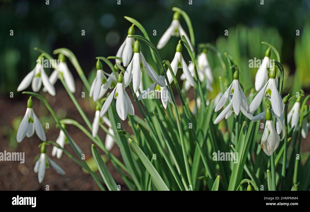 Beautiful spring blurred snowdrops hi-res stock photography and images ...