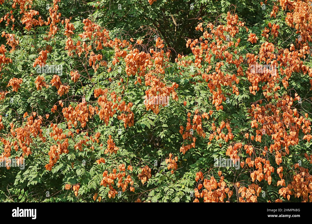 Bunches of Golden Rain Tree Fruits Ripening on the Tree in Armenia
