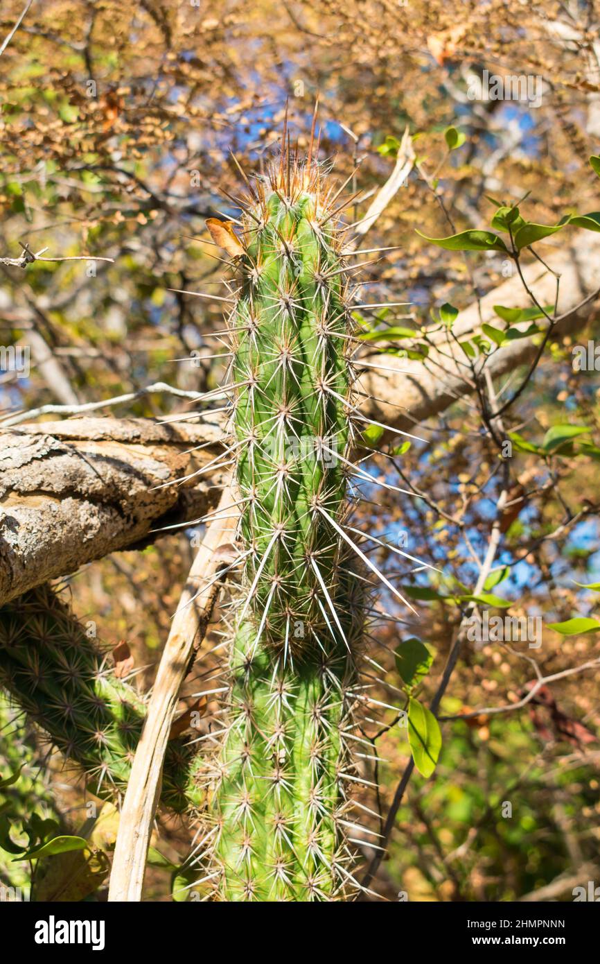 Xique xique cactus (Pilosocereus gounellei) in the caatinga forest