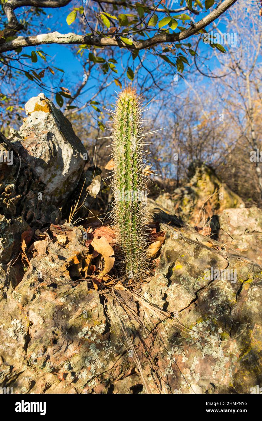 Xique xique cactus (Pilosocereus gounellei) in the caatinga forest - Oeiras, Piaui (Northeast Brazil) Stock Photo