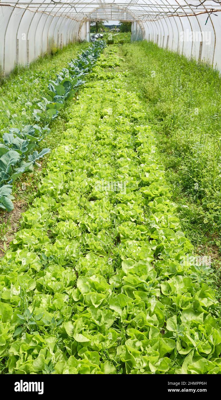 Organic lettuce cultivation in a greenhouse. Stock Photo
