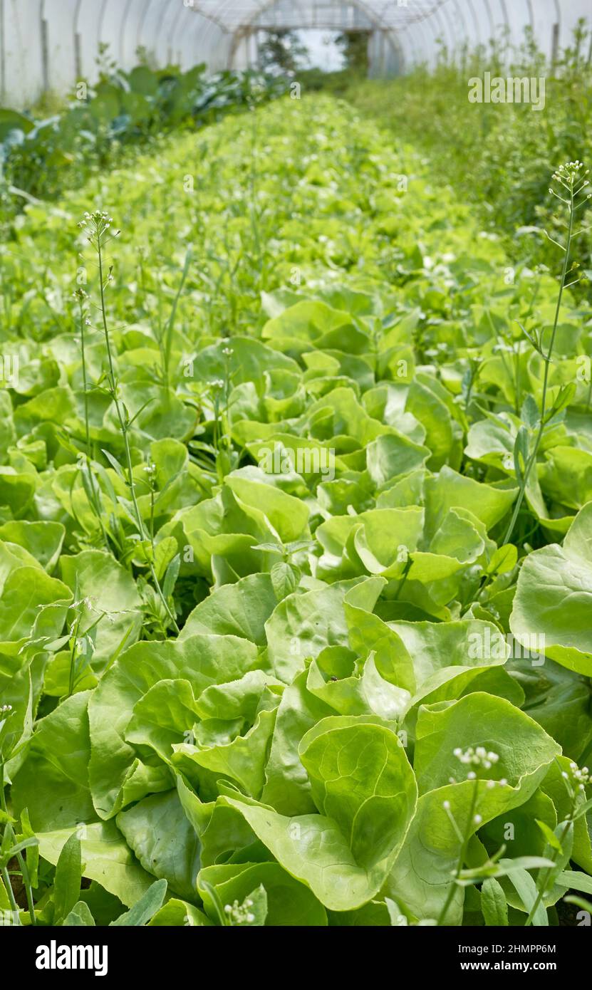 Organic lettuce cultivation in a greenhouse, selective focus on foreground. Stock Photo