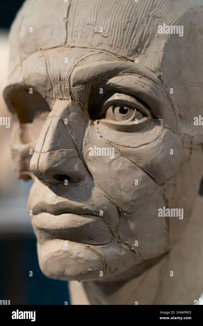 The process of creating ecorche. The sculptor is working. Sculpture of