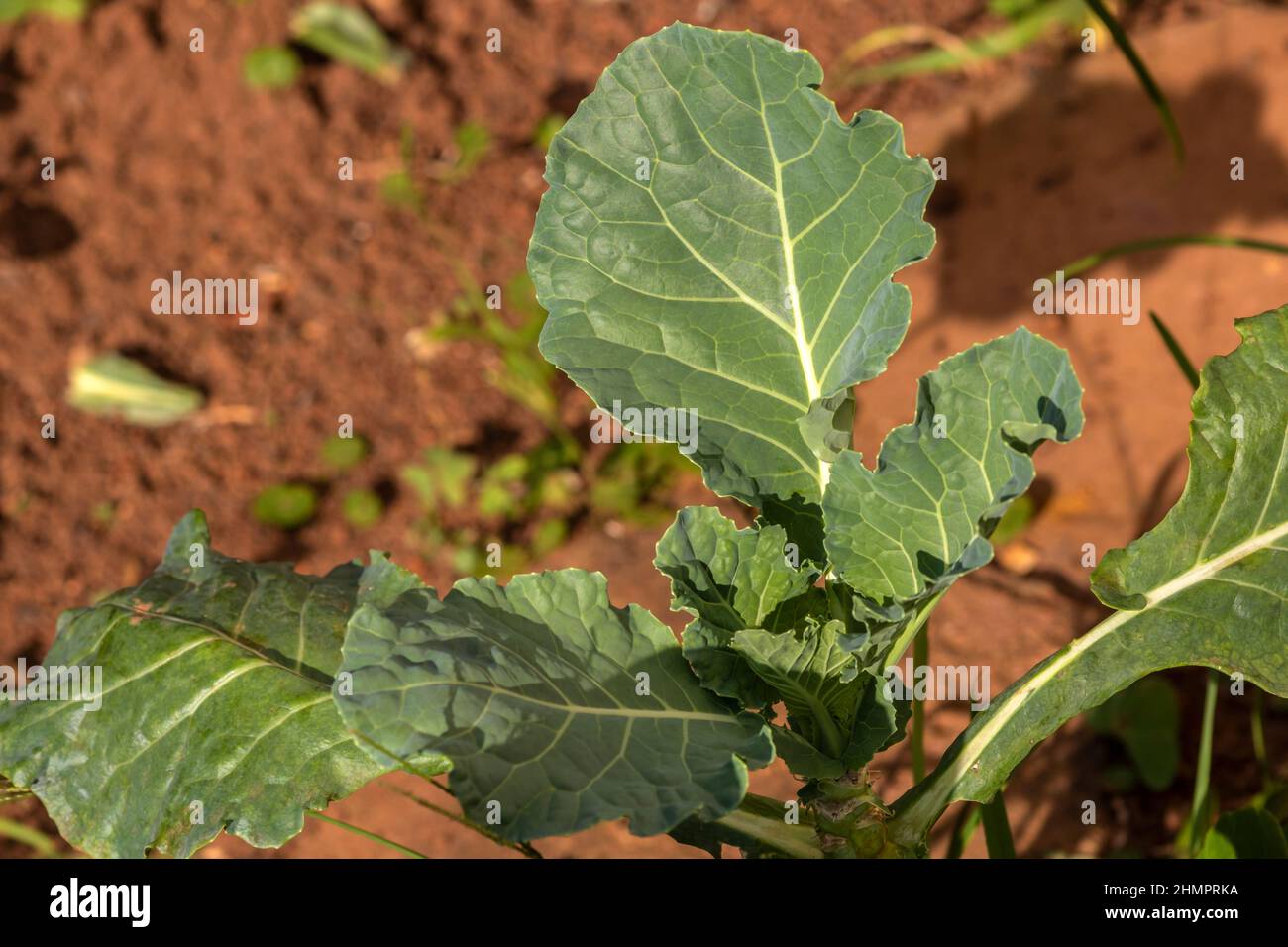 https://c8.alamy.com/comp/2HMPRKA/organic-collard-growing-at-the-cultivated-garden-field-in-brazil-scientific-name-brassica-oleracea-2HMPRKA.jpg