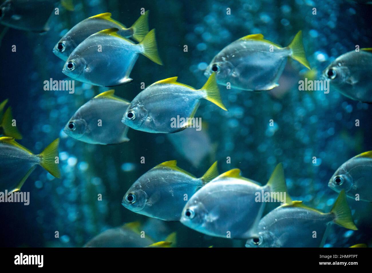 Group of colorful monodactylus argenteus silver moonyfish swim in big marina aquarium, sea fish background Stock Photo