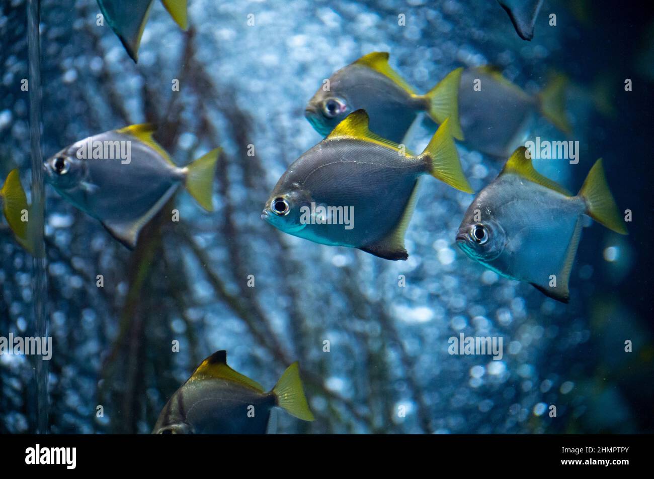 Group of colorful monodactylus argenteus silver moonyfish swim in big marina aquarium Stock Photo