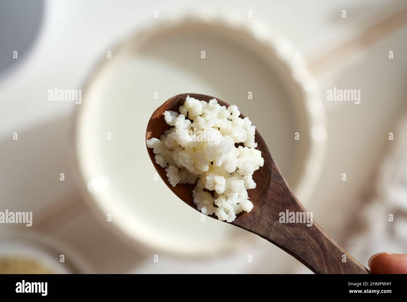 Fresh milk kefir grains on a spoon - preparation of a homemade probiotic drink Stock Photo