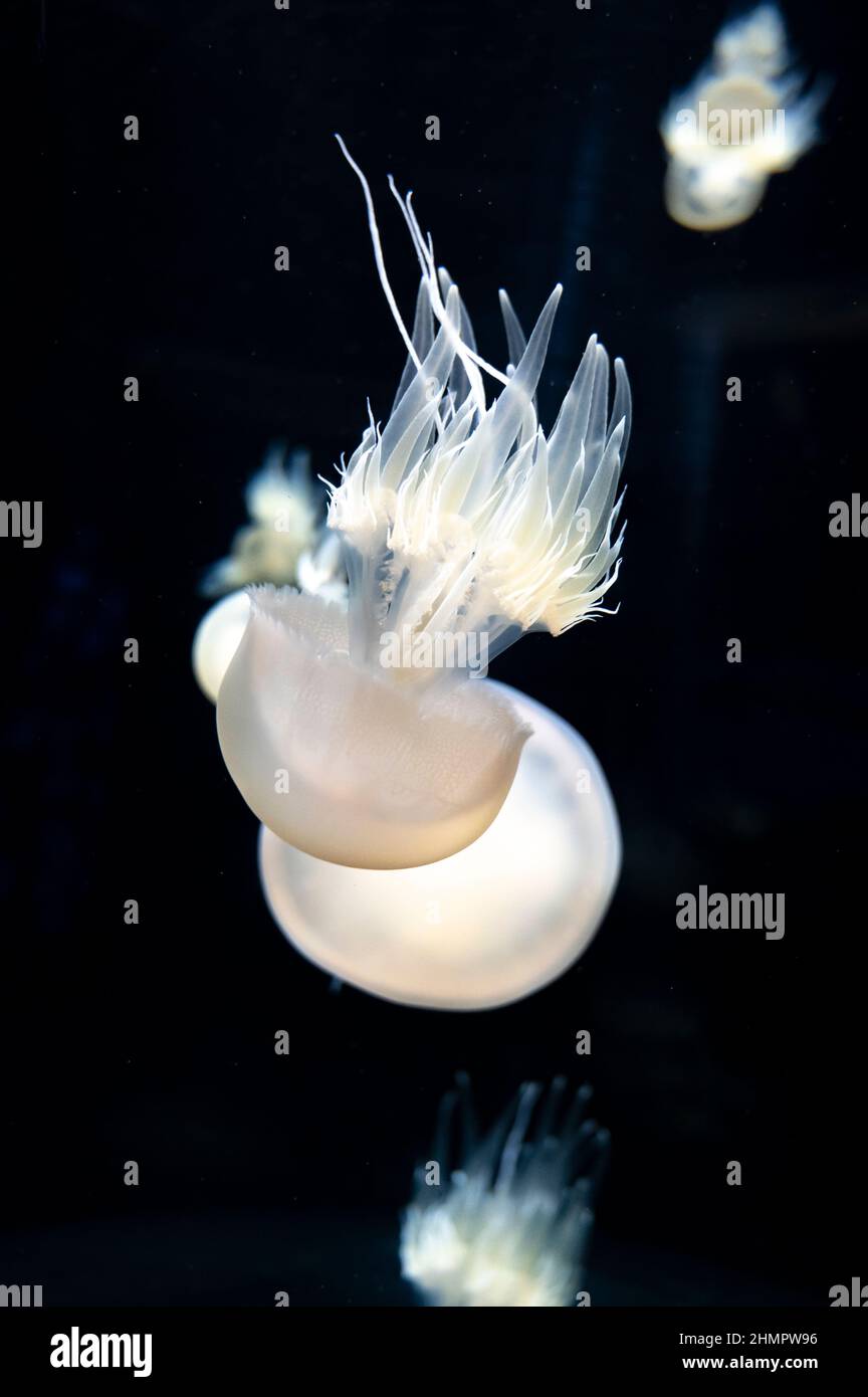 Rhizostoma pulmo or barrel, dustbin-lid jellyfish on dark background Stock Photo