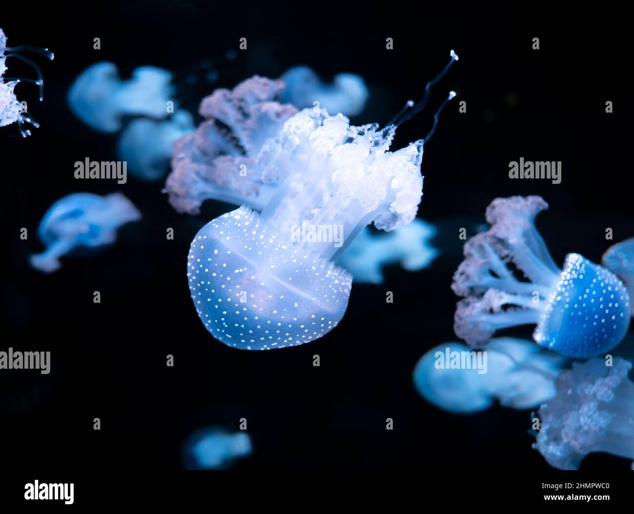 Phyllorhiza punctata jellyfish, also known as floating bell, Australian ...