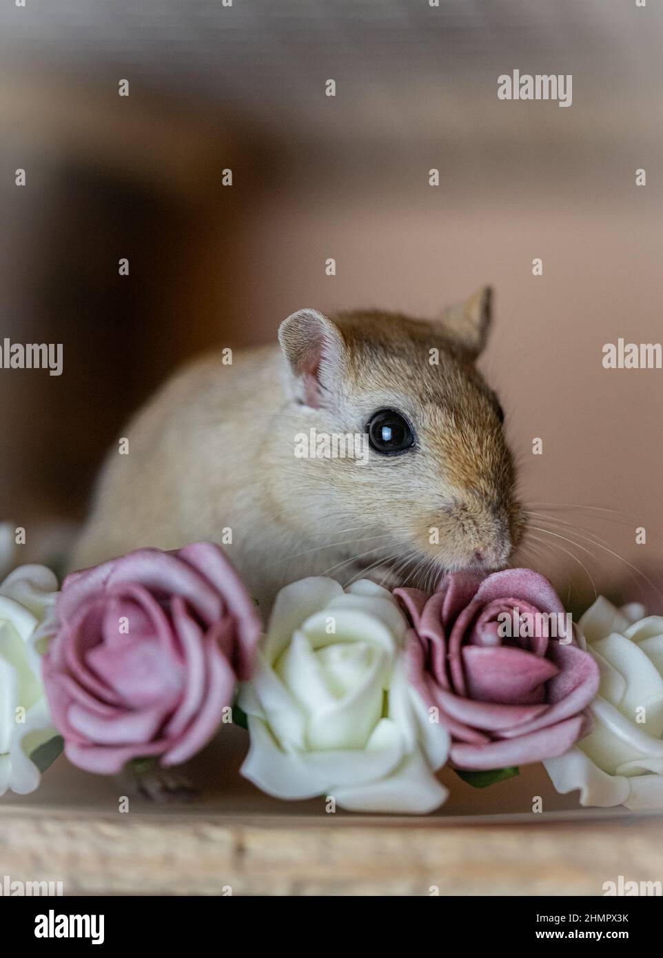 gerbil with flowers Stock Photo