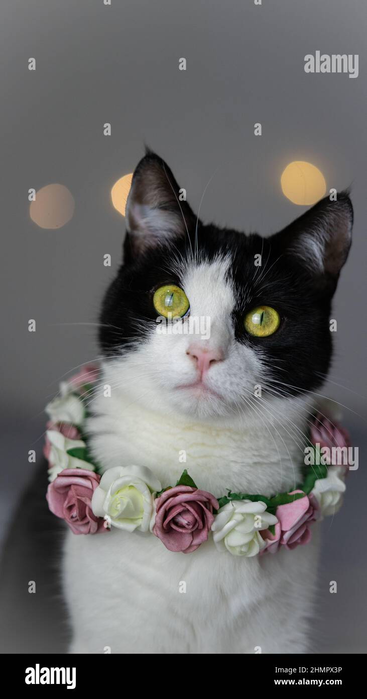 cat portrait with flowers Stock Photo