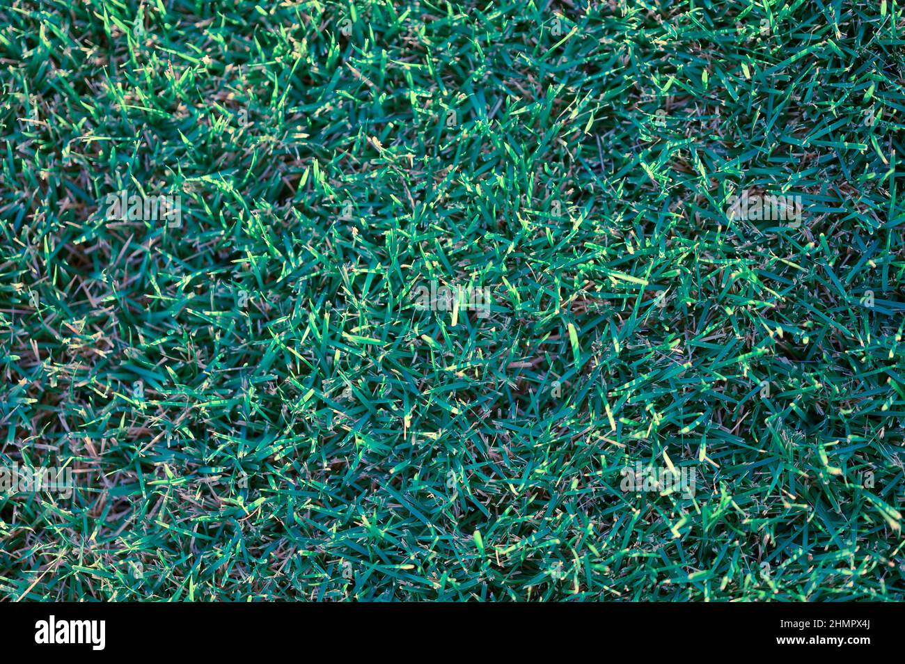 The photo shows a green lawn grass pattern. Every blade of grass is