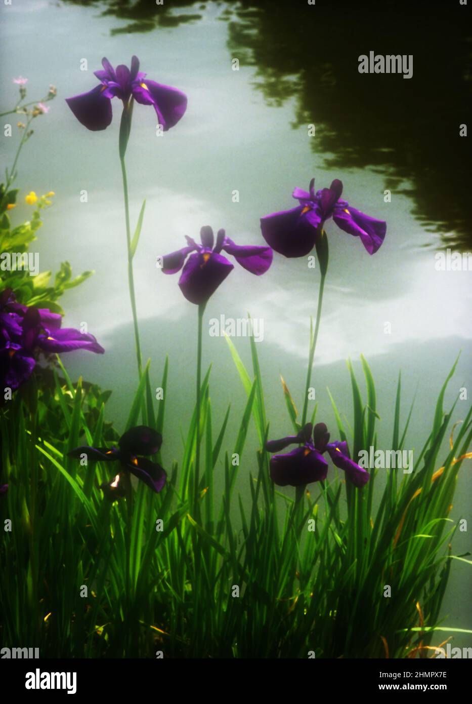 Japanese iris - Iris Ensata Stock Photo