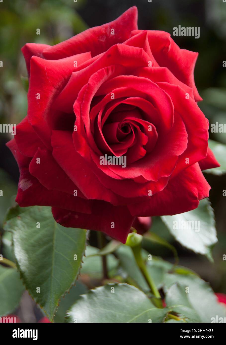 Scarlet red hybrid tea rose Stock Photo