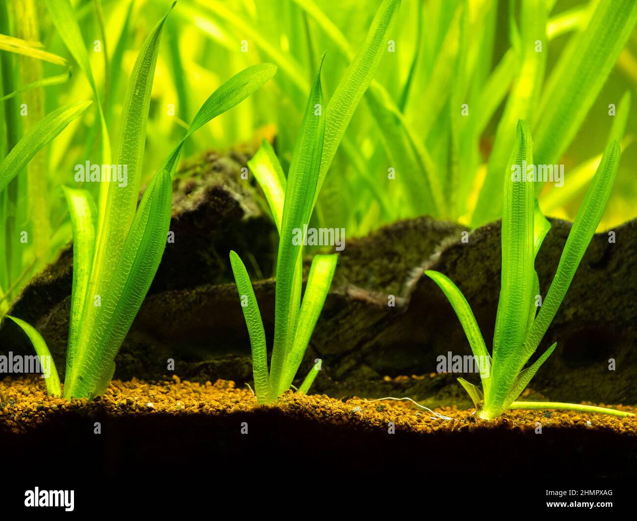 Vallisneria gigantea freshwater aquatic plants in a fish tank with blurred background Stock Photo