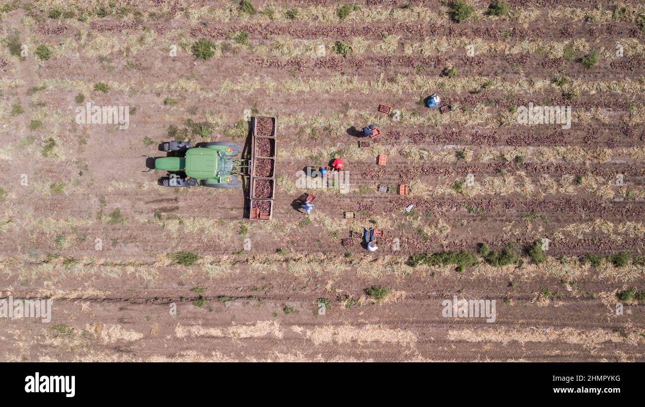 Haifa, Israel - June 10, 2020: Farmworker manual picked Red Onions in an agriculture field. Aerial view. Stock Photo