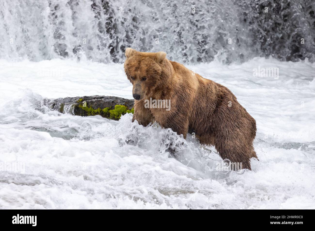 Closeup of the brown bear hunting in the river. Ursus arctos Stock