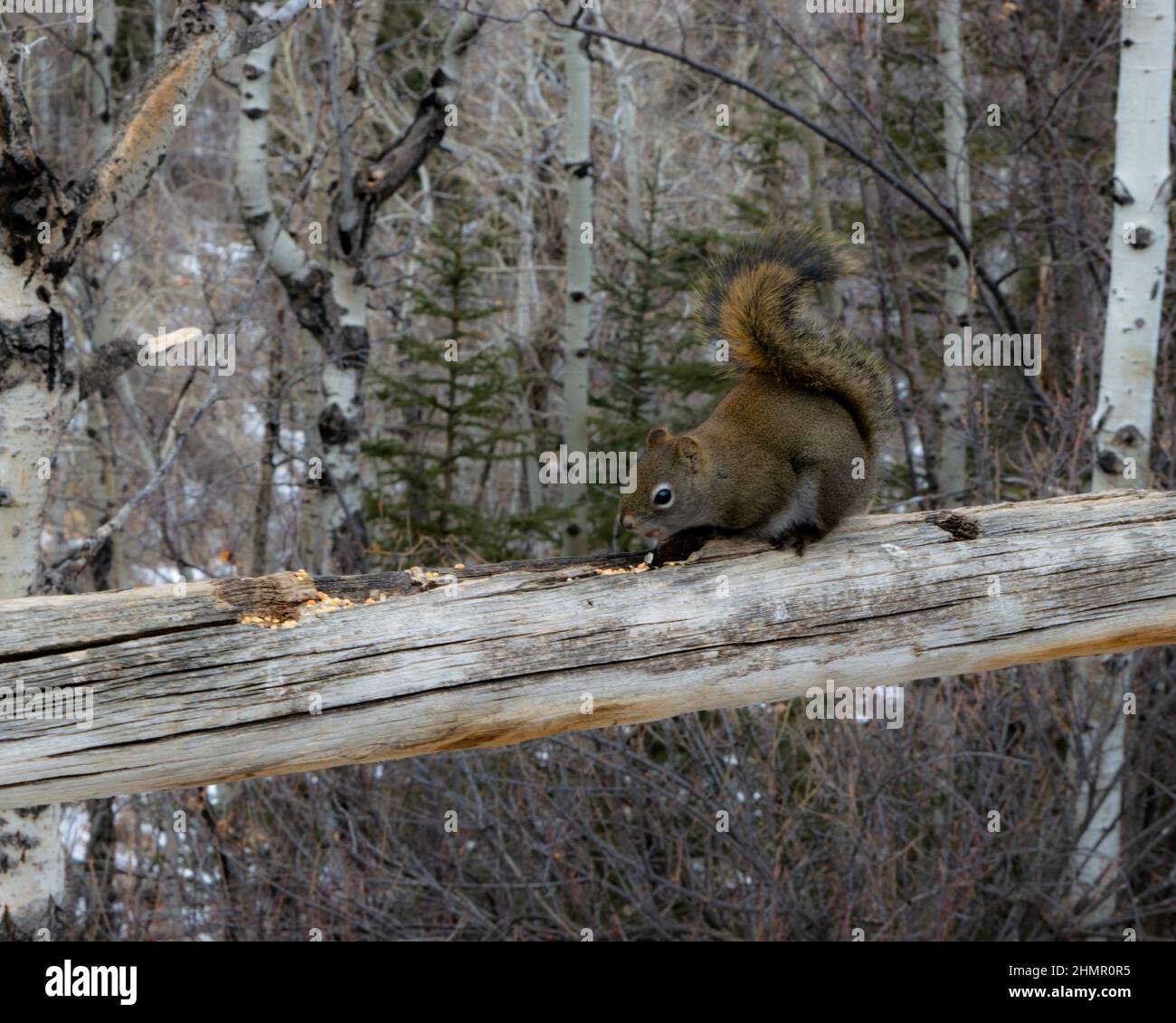 Squirrel on the trail. Stock Photo