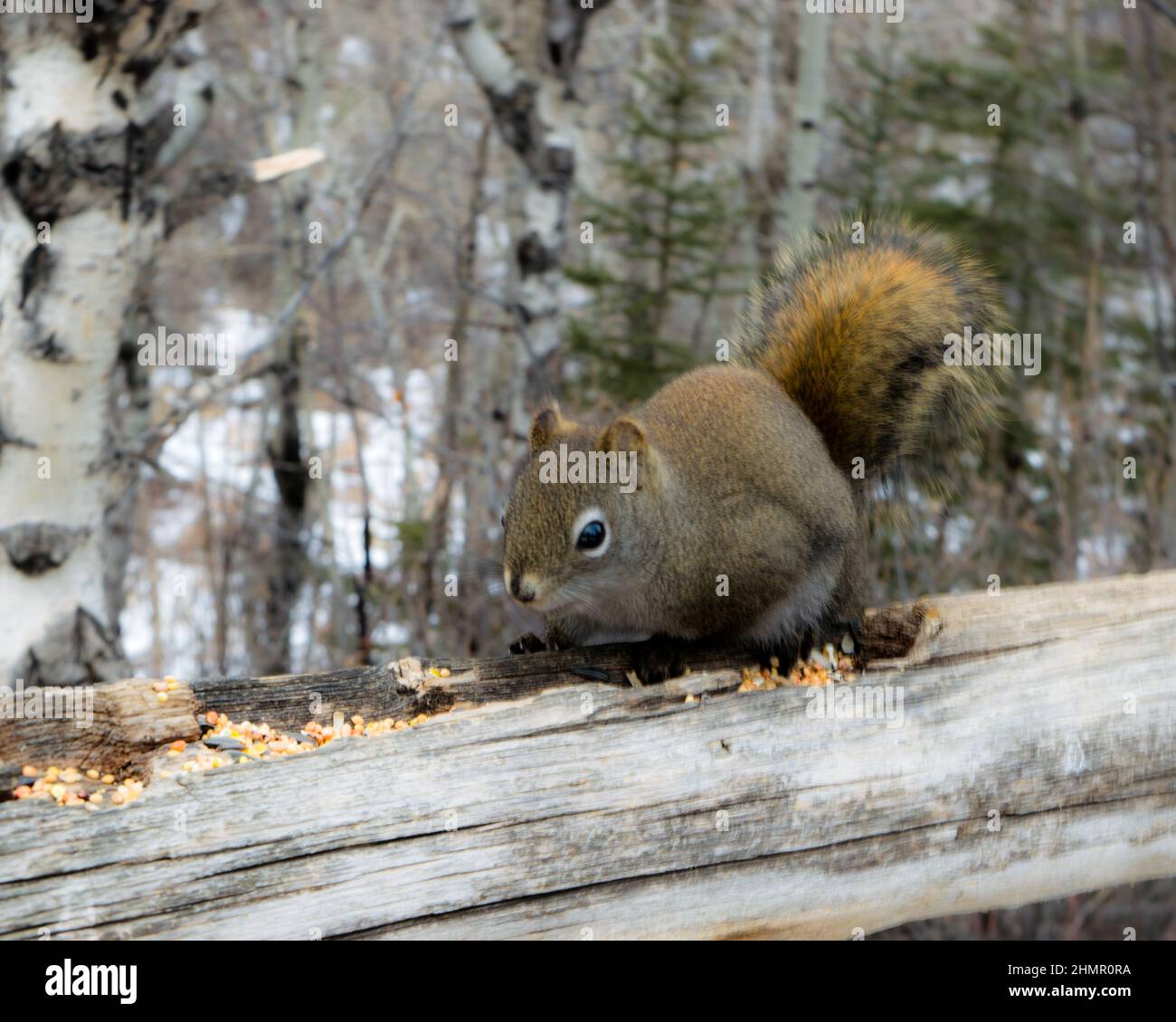 Squirrel on the trail. Stock Photo